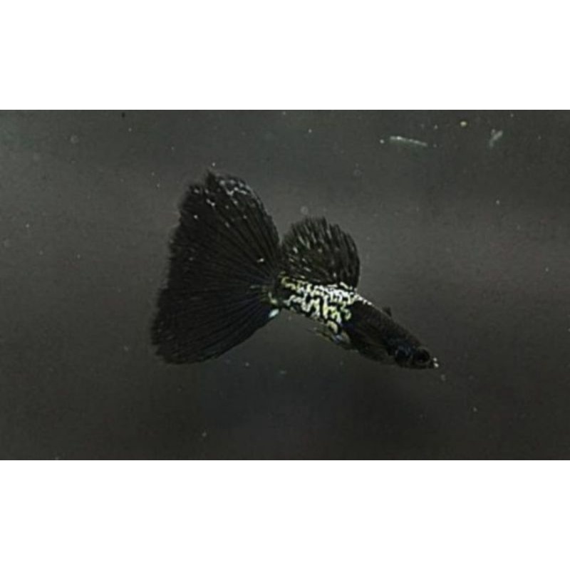 Jual IKAN HIAS GUPPY BLACK SKIN SEPASANG INDUKAN Shopee Indonesia