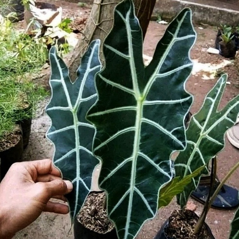 Jual Tanaman Hias Keladi Amazon Bunga Hias Caladium Alocasia