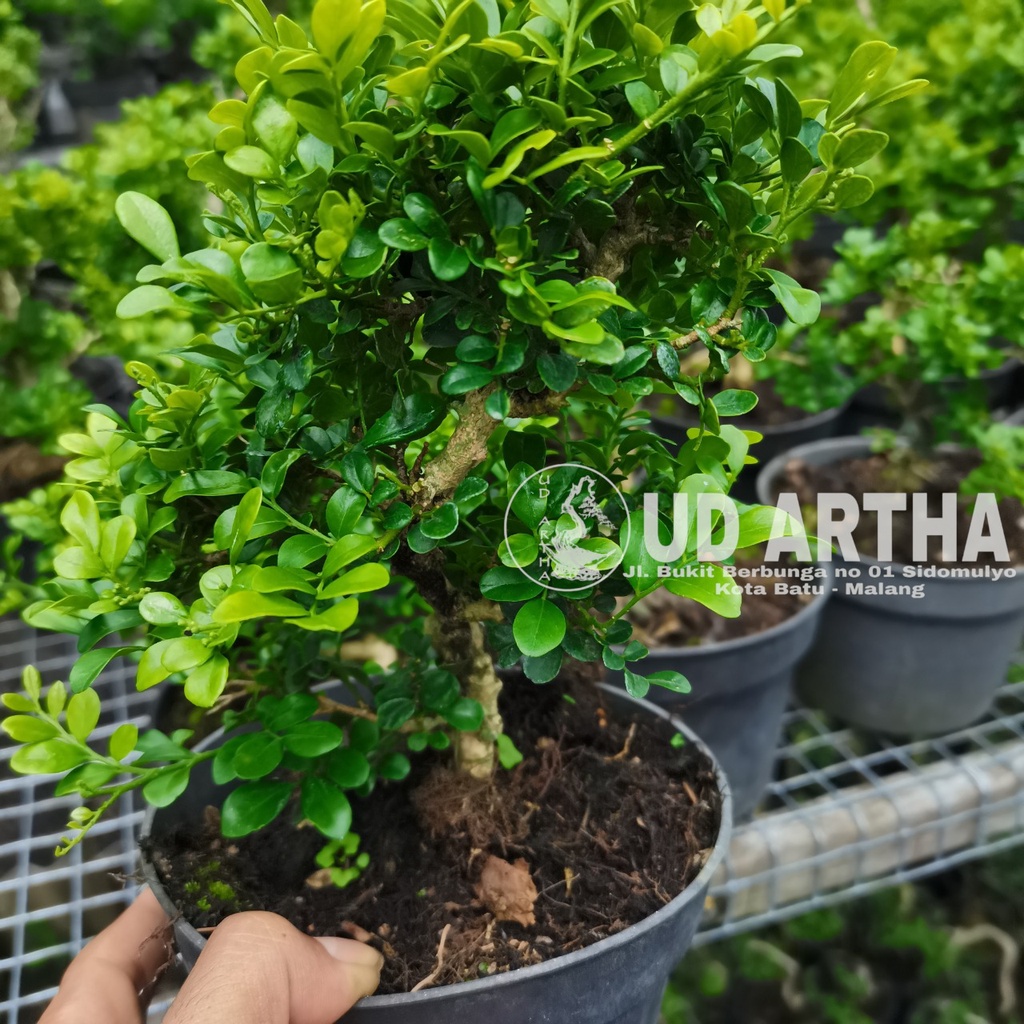 Jual Bonsai Kemuning Ud Artha Bonsai Shopee Indonesia