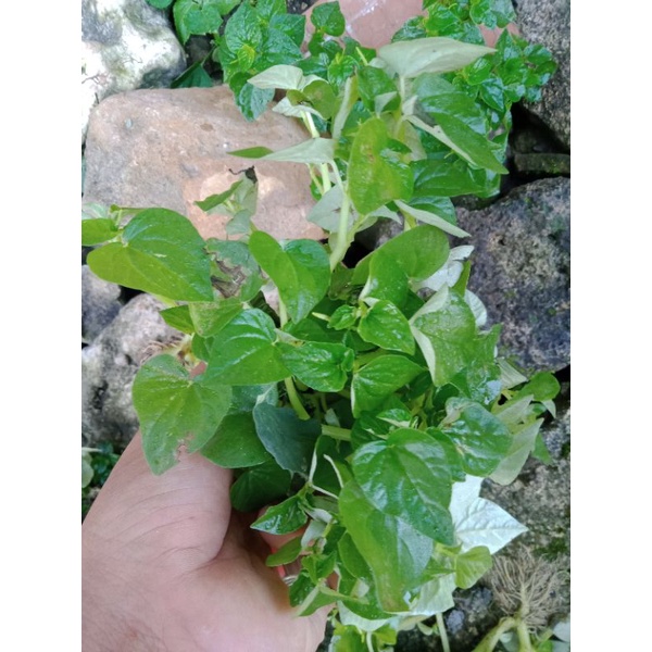 Jual Daun Sirih Cina Daun Ketumpang Air Daun Herbal Jamu Tradisional