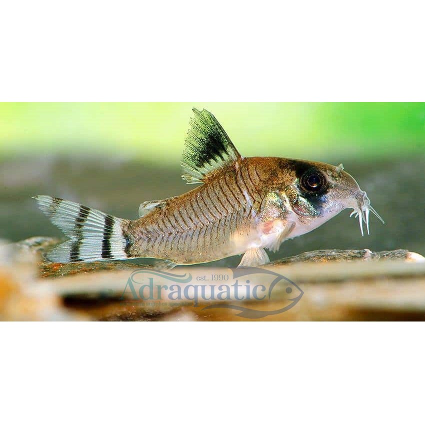 Jual Bandung Ikan Hias Corydoras Oiapoquensis Flag Tailed Panda Cory