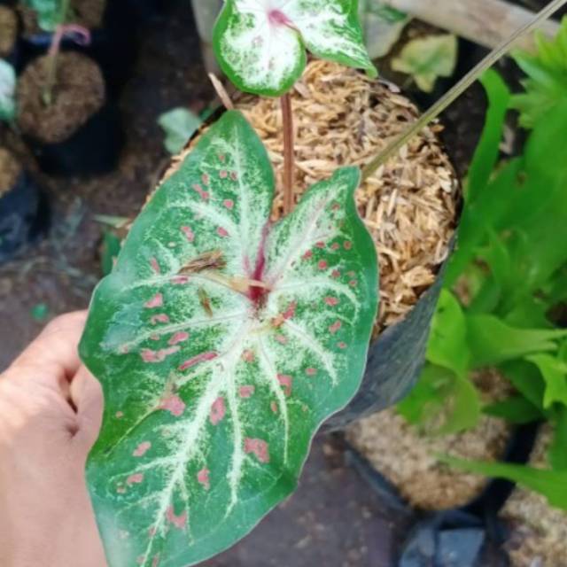 Jual Tanaman Hias Keladi Wayang Caladium Bicolor Alocasia Gingerland