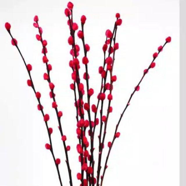 Jual Dried Flower Pussy Willow Pink Merah 1 Batang Pussy Willow