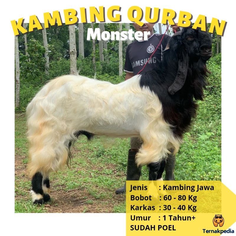 Jual Kambing Qurban Kg Kambing Kurban Surabaya Kambing