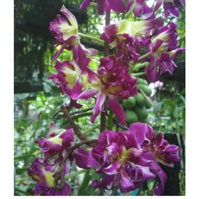 Jual Anggrek Koleksi Dendrobium Mawar Shopee Indonesia