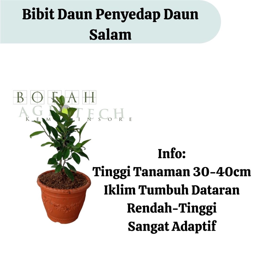 Jual Bibit Daun Salam Daun Penyedap Rasa Masakan Bibit Tanaman Daun