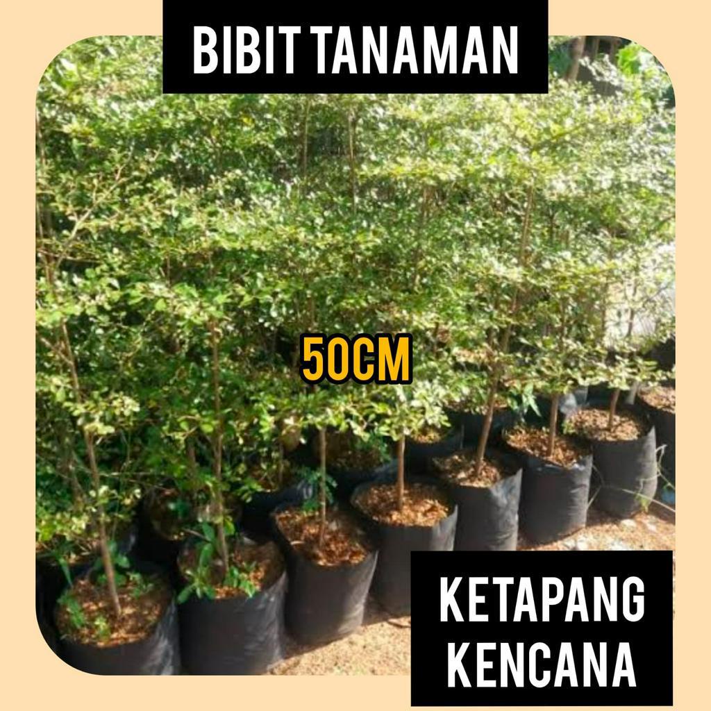 Jual Bibit Ketapang Kencana Cm Up Shopee Indonesia