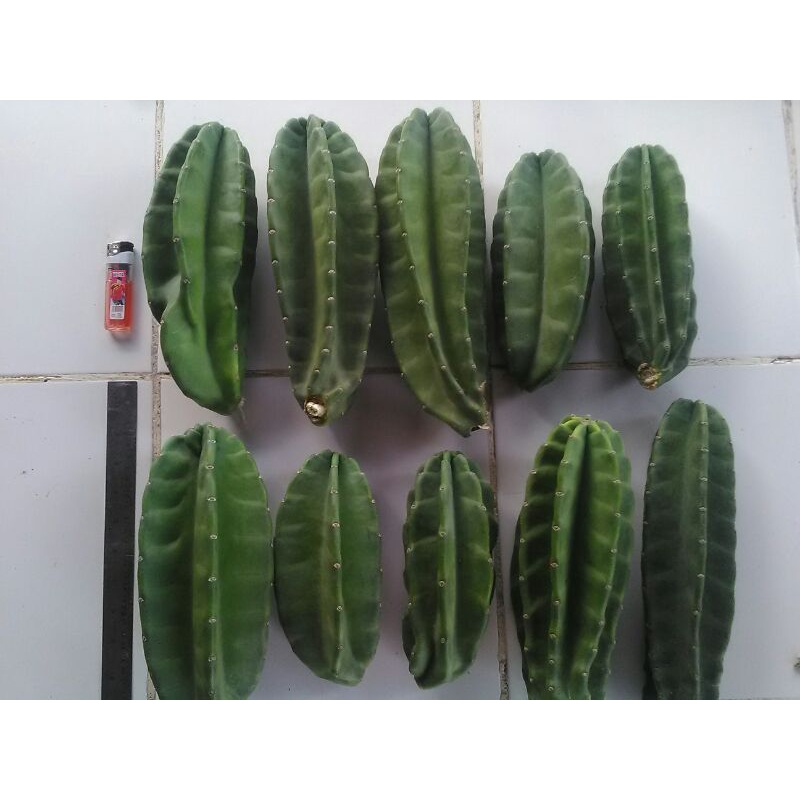 Jual Kaktus Koboi 21 25cm Tanpa Duri Shopee Indonesia