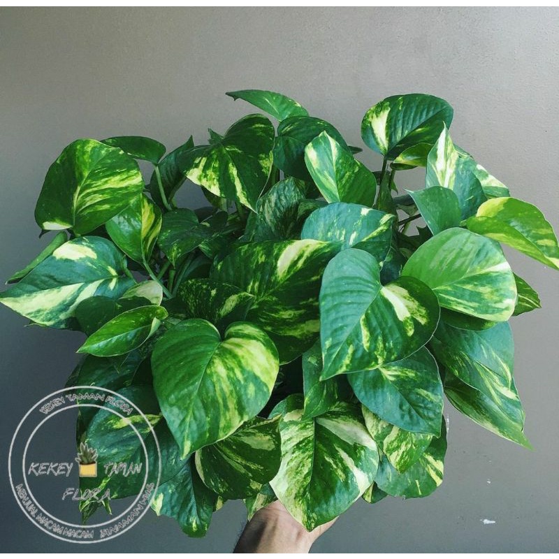 Jual Tanaman Hias Epipremnum Aureum Golden Photos Srigading Hijau