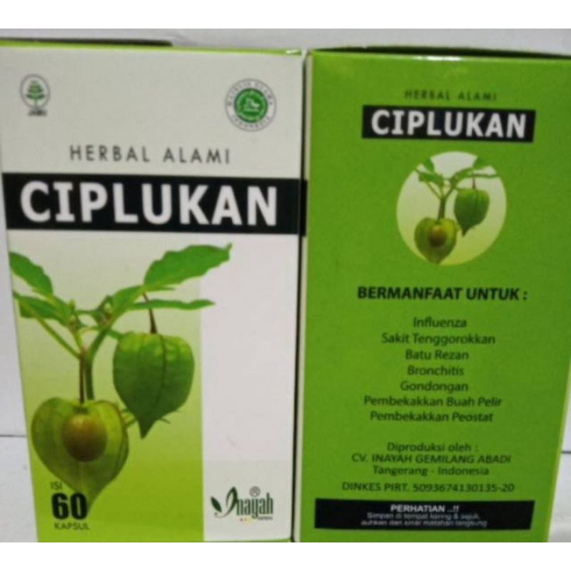 Jual Ciplukan Kapsul Ciplukan Inayah Obat Herbal Untuk Bronchitis Dan