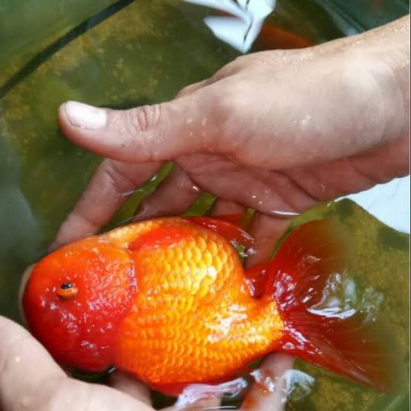 Jual Ikan Hias Mas Koki Jumbo Oranda 15 Cm Shopee Indonesia