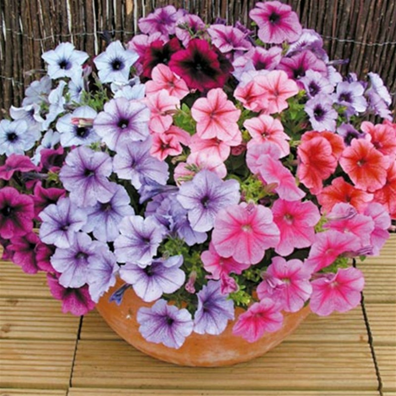 Jual Biji Benih Bunga Petunia Mix Flower Biji Shopee Indonesia