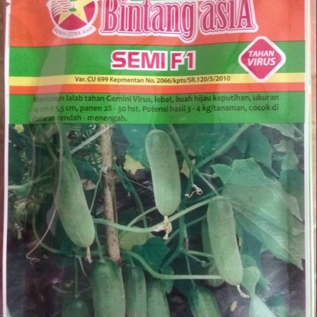 Jual Benih Unggul Timun Bintang Asia Semi F Shopee Indonesia