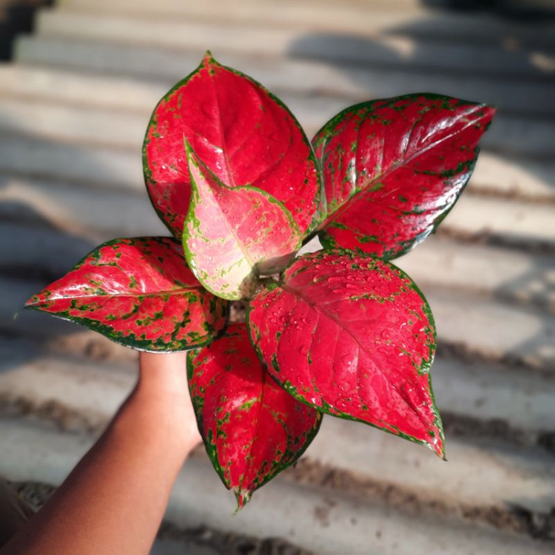 Jual Aglonema Red Katrina Aglaonema Merah Tanaman Hias Red Anjamani