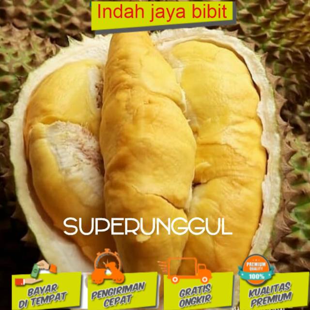 Jual Bibit Durian Bawor Super Unggul Bisacod Shopee Indonesia