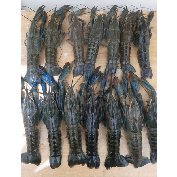 Jual Lobster Air Tawar Konsumsi Frozen Shopee Indonesia