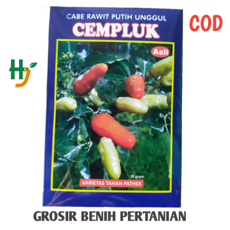 Jual Benih Cabe Rawit Putih Cempluk Dari Indo Makmur Mandiri Isi