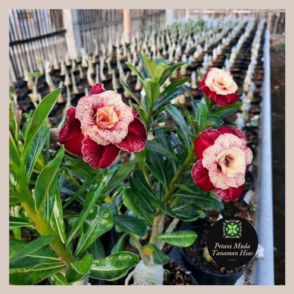 Jual Adenium Grafting Bunga Tumpuk Ukuran Size A List Warna