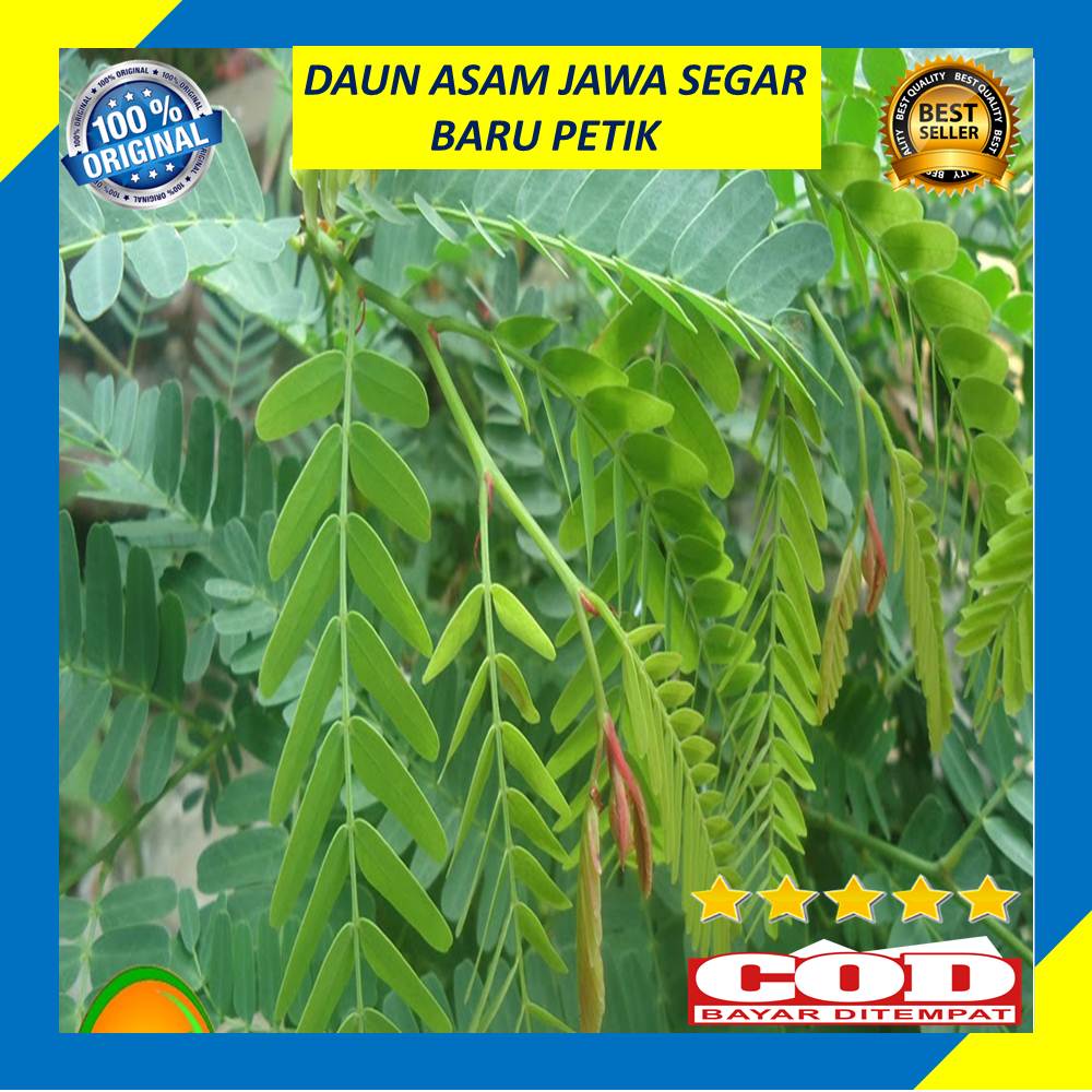 Jual Daun Sinom Asam Jawa Segar Gram Obat Herbal Shopee Indonesia