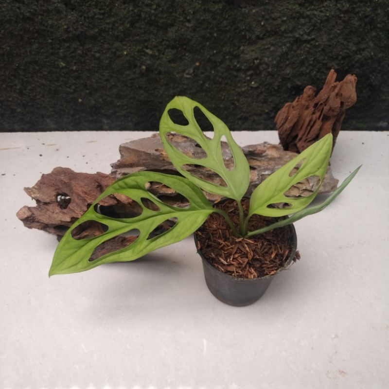 Jual Monstera Adansonii Janda Bolong Indoor Plants Tanaman Hias