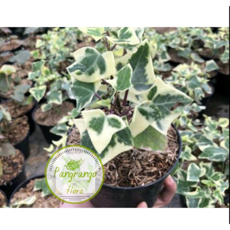 Jual Bibit Tanaman Hias English Ivy Variegata Tanaman Gantung Ivy