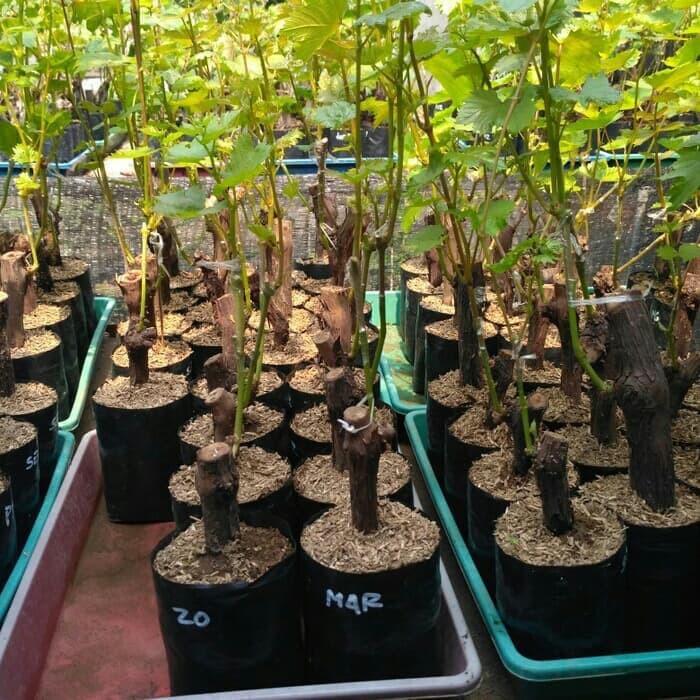 Jual Bibit Anggur Import Nina Queen Grafting Siap Berbuah Shopee