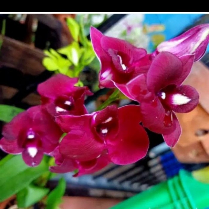 Jual Anggrek Dendrobium Dewasa Perbatang Bunga Red Dragon Remaja Pra