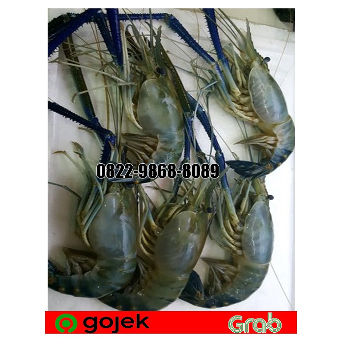 Jual PROMO UDANG GALAH SEGAR UDANG GALAH FRESH 5 8 EKOR 1 KG Shopee