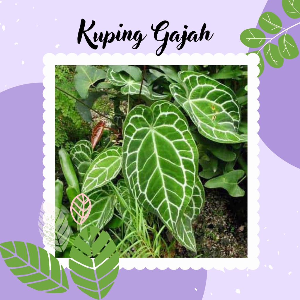 Jual Kuping Gajah Tanaman Hias Kuping Gajah Bunga Anthurium