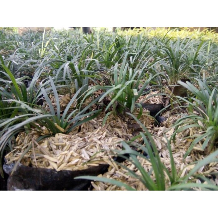 Jual Tanaman Kucai Mini Tanaman Hias Kucai Mini Rumput Kucai Shopee