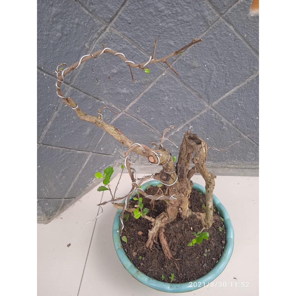 Jual Bahan Bonsai Hokiantea Lokal Gambiran Shopee Indonesia