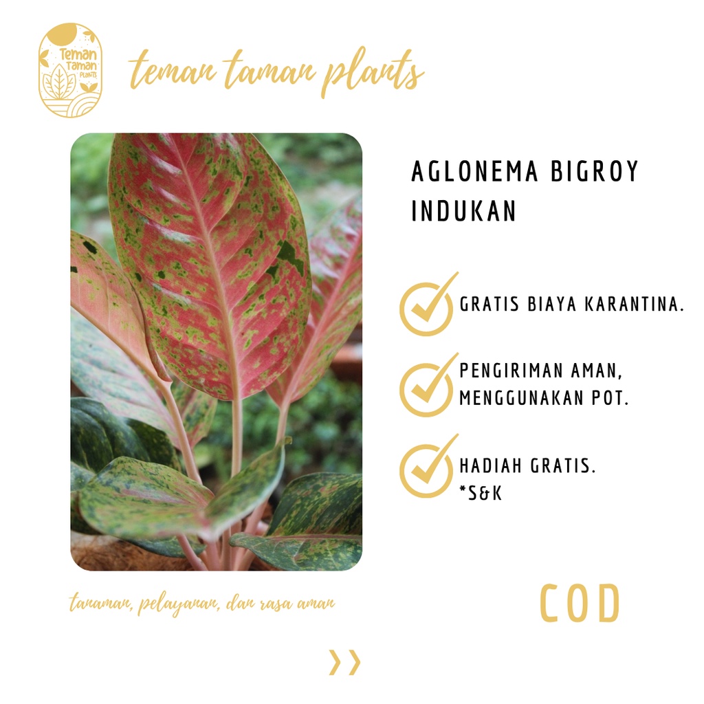 Jual Teman Taman Plants Tanaman Hias Aglonema Bigroy Aglonema