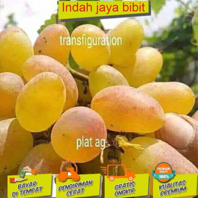 Jual Bibit Anggur Import Jenis Transfiguration BISACOD Shopee Indonesia