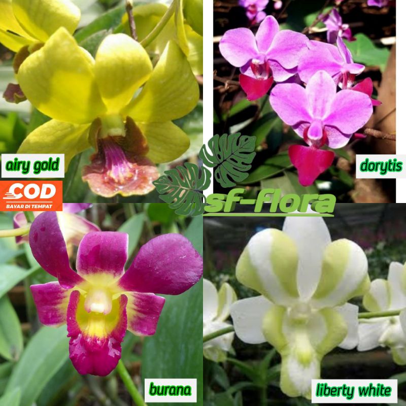 Jual Anggrek Dendrobium Ukuran Remaja Tanaman Bunga Anggrek Dendrobium