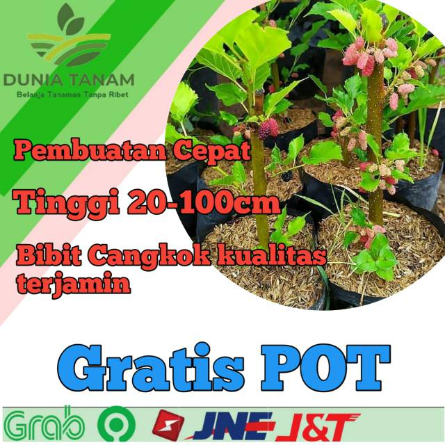 Jual BIBIT TANAMAN POHON BUAH MURBEI MURBAI BESARAN Arbei BLUEBERRY