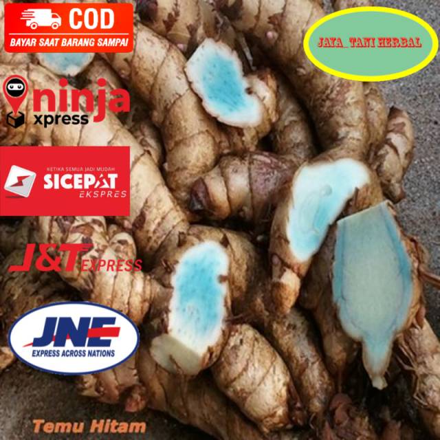 Jual Temu Hitam Basah Segar Gram Kunyit Kunir Temu Ireng Siap Ambil