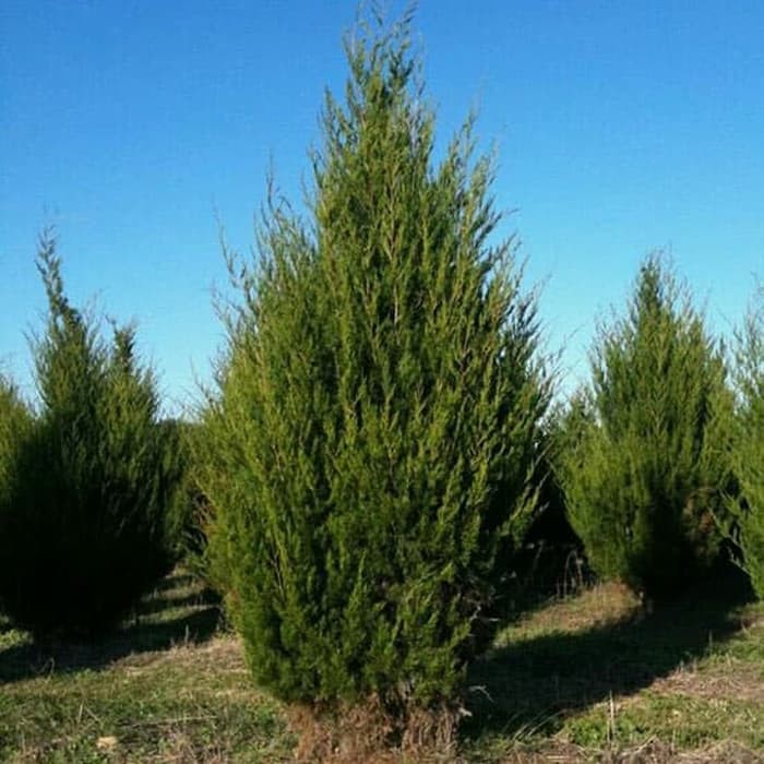 Jual Tanaman Hias Pohon Cemara Angin Kerucut Wangi Juniperus