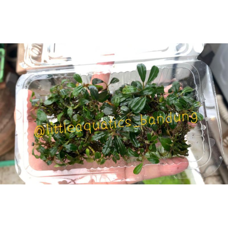 Jual Bucephalandra Mini Coin Bucephalandra Mini Tanaman Aquascape