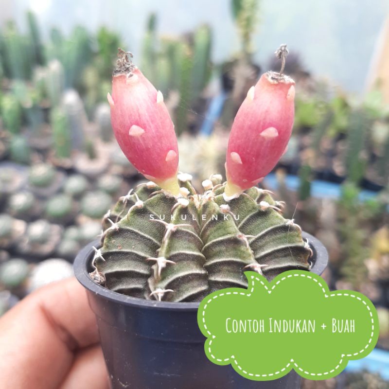 Jual Paket Biji Benih Kaktus Gymnocalycium Gymno Mihanovichii Miha