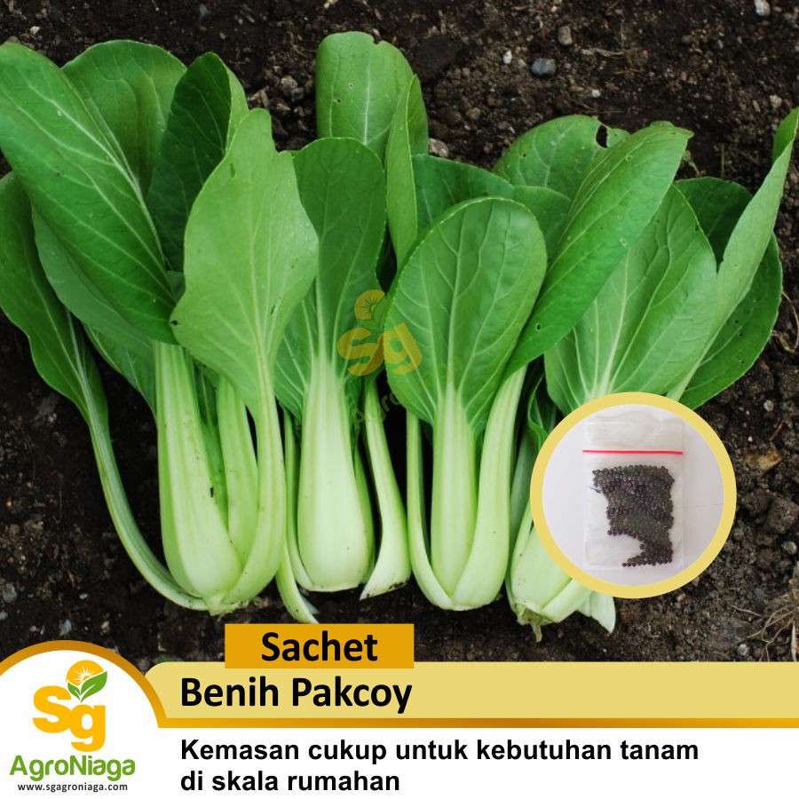 Jual Benih Sawi Pakcoy Sachet Shopee Indonesia