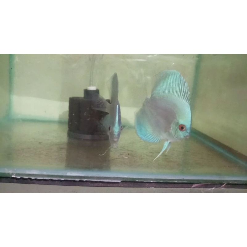 Jual Ikan Hias Air Tawar Ikan Discus Blue Diamond Size 4inc Kurang