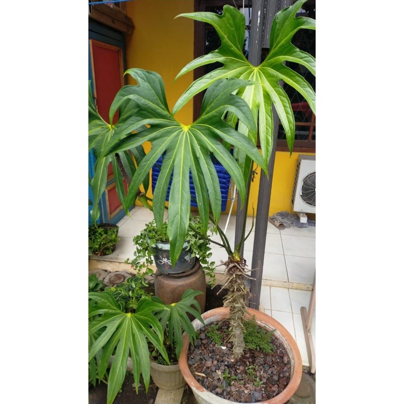 Jual Anthurium Pedatoradiatum Anthurium Jari Shopee Indonesia