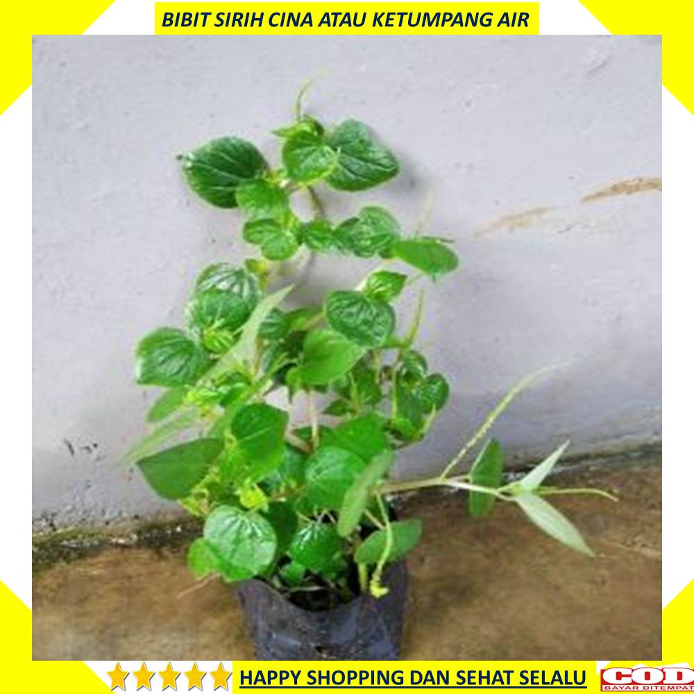 Jual Bibit Sirih Cina Ketumpang Air Tanaman Herbal Shopee Indonesia