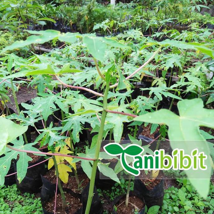 Jual Bibit Pohon Pepaya California 20 30 Cm Tanaman Buah Calina Ipb 9