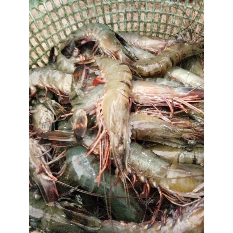 Jual Udang Pancet Udang Windu Fresh Gr Shopee Indonesia