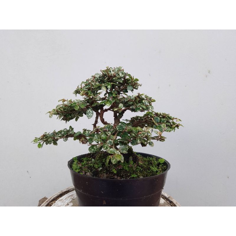 Jual Bonsai Ulmus Super Mikro Variegata Sudah Proses Kawat Shopee