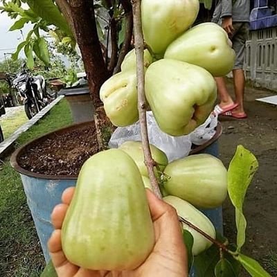 Jual Bibit Jambu Air Madu Deli Hijau MDH Super Genjah Wisata Agrotani