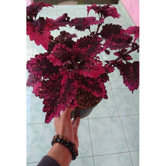 Jual Coleus Plant Tanaman Coleus Bunga Hias Tanaman Hias Shopee Indonesia