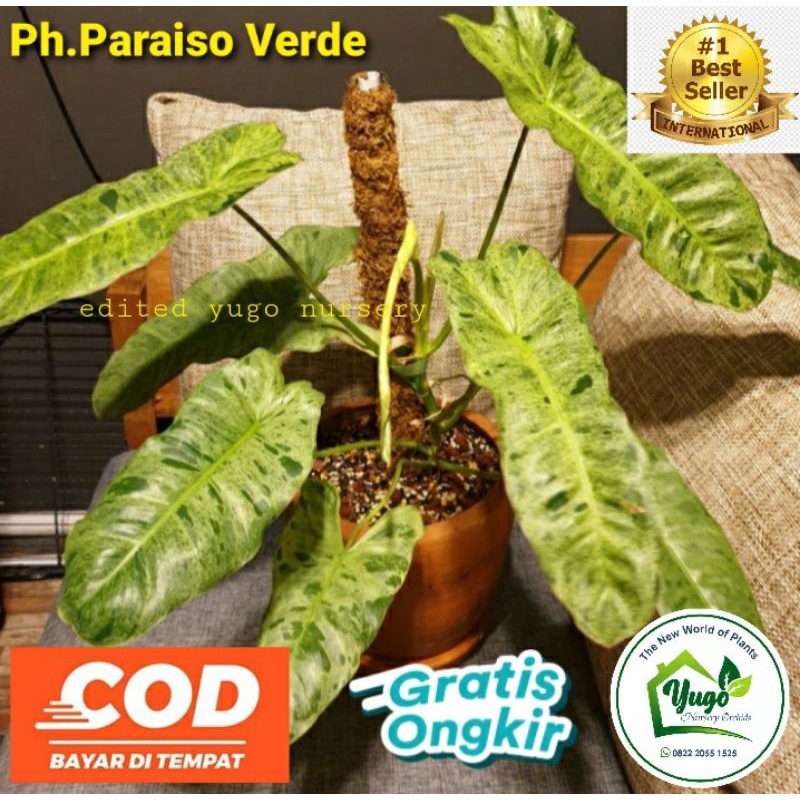 Jual Tanaman Hias Philodendron Paraiso Verde Daun Jumbo Siap Pajang