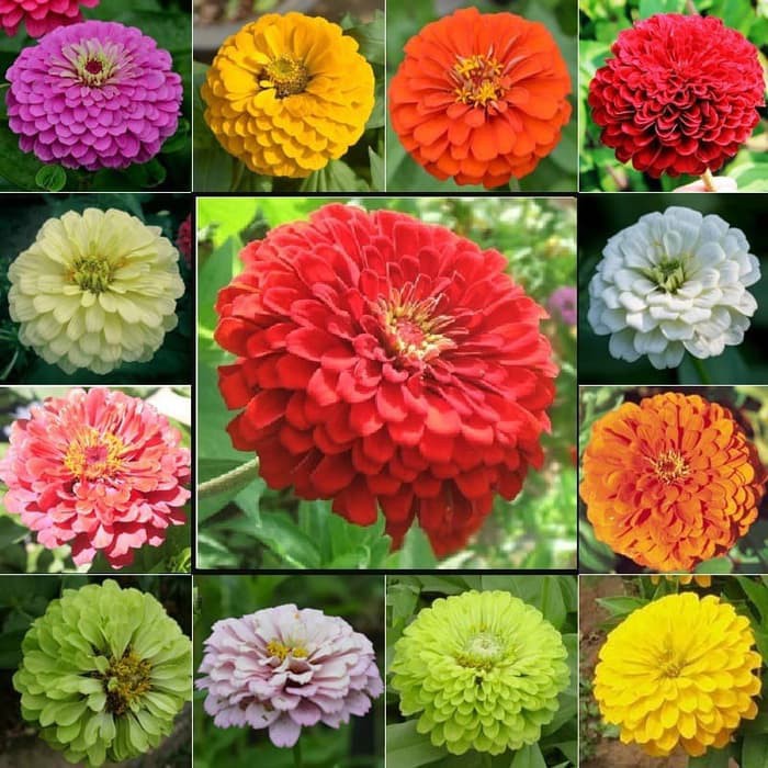 Jual Plantseed Benih Bibit Bunga Zinnia Mix Bunga Kertas Unggul